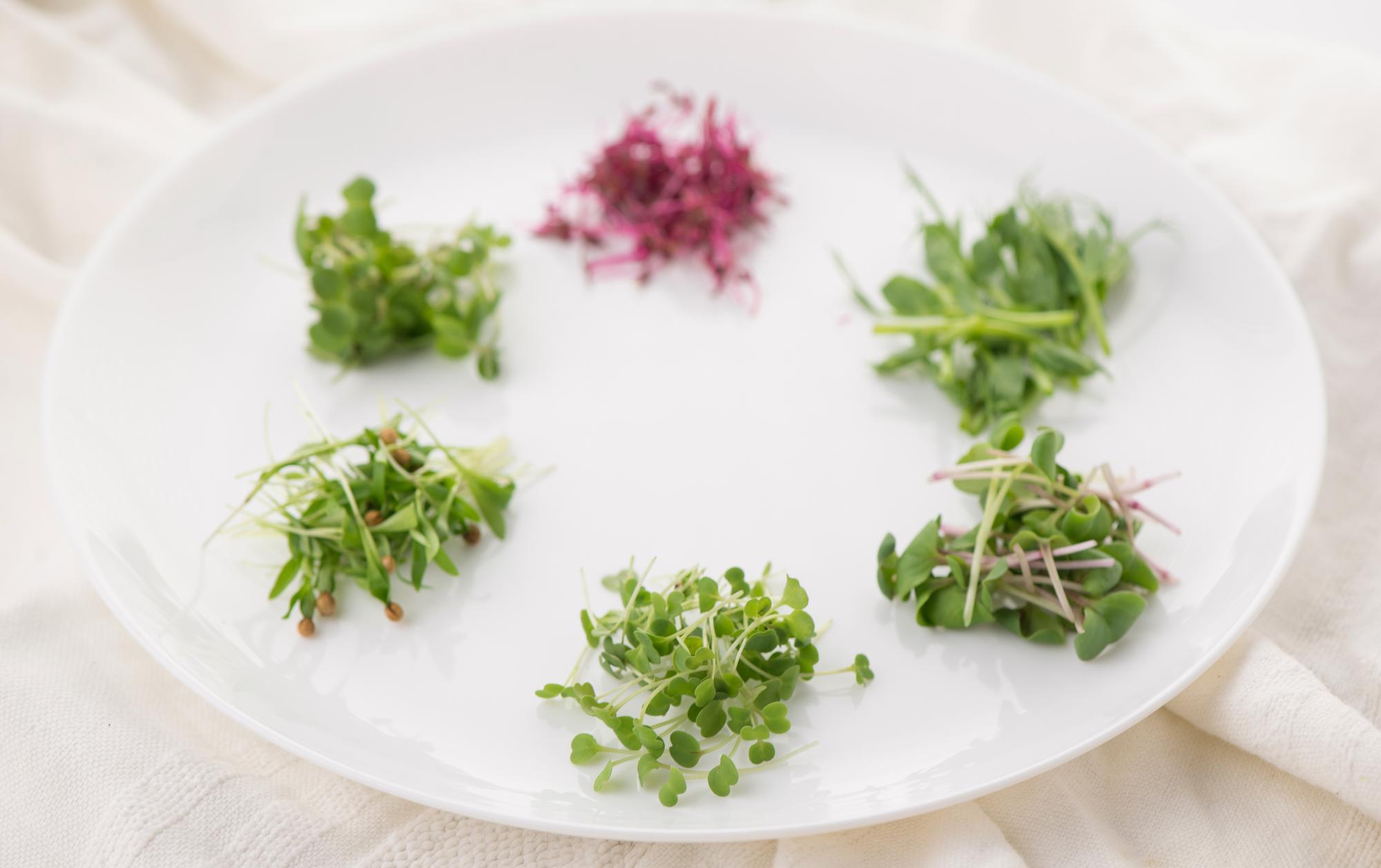 Close-up plated seasonal starter with microgreens